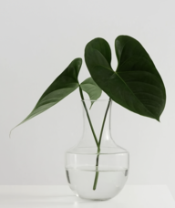 Book an Appointment with Dr. Grant Wallace for Acupuncture + TCM