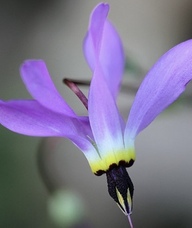 Book an Appointment with Cecilia Hawk RMT for Mobile Massage Therapy